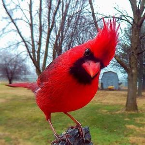 Meet your Posher, Susie